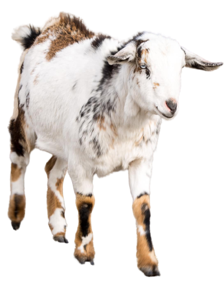 baby goat for goat yoga classes